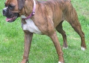 CATCHING YOUR OWN DOG