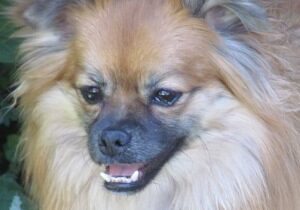 TRIMMING DOG NAILS—Part Two