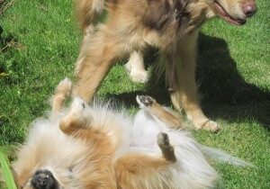 NEW PUPPY, OLDER DOG—WHO EATS WHAT?