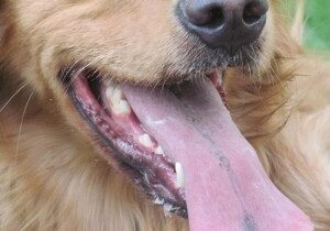 COMING WHEN CALLED – Part One: For Food