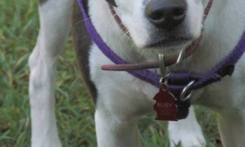 SHOULD YOUR DOG TRAVEL WITH YOU?