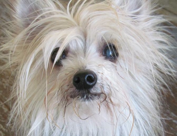 teaselfaceflyawayfur