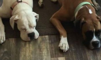 BUILDING CALM BEHAVIOR WHEN A HUMAN HOLDS THE COLLAR