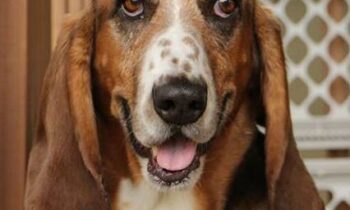 PROFESSIONAL DOG WALKERS—HOW THEIR BUSINESSES WORK