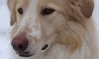 PROFESSIONAL DOG WALKERS—INTERVIEWING YOUR BEST PICKS