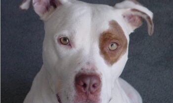 FAKE SERVICE DOGS—WHAT CAN BUSINESSES DO?