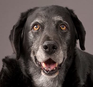 DonnaLange.jpg | Fox 11 Tri Cities Fox 41 Yakima