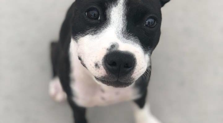 AmberAbbott2-720x399.jpg | Fox 11 Tri Cities Fox 41 Yakima