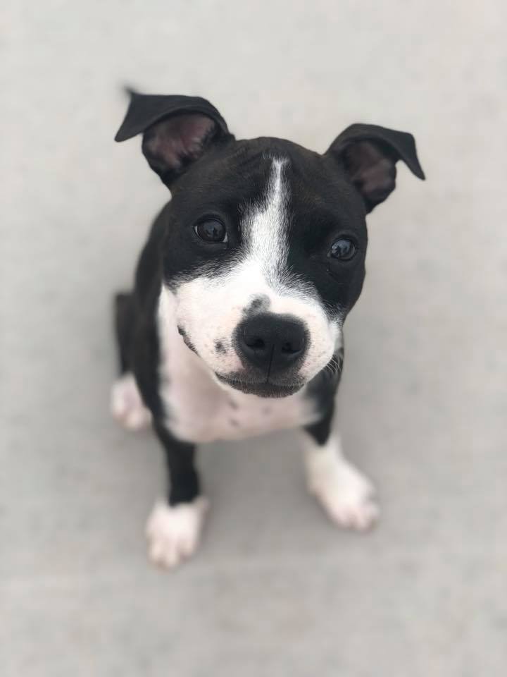 | Fox 11 Tri Cities Fox 41 Yakima