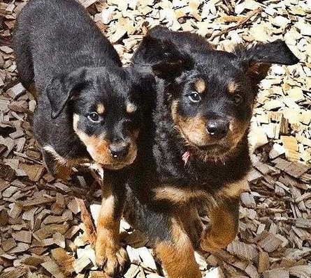 ADOPTING LITTERMATE PUPPIES&mdash;CAN IT EVER WORK OUT WELL?