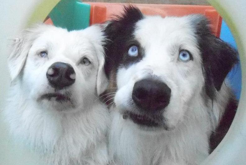 | Fox 11 Tri Cities Fox 41 Yakima