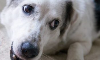 WHAT’S THE WORST THING YOUR DOG’S EVER STOLEN, THEN EATEN OR DESTROYED?