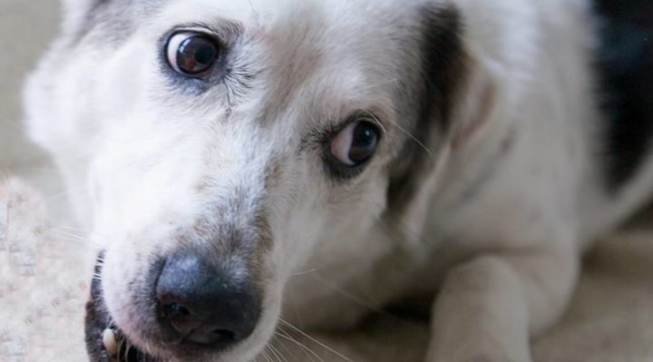 SoshannahForbes-720x399.jpg | Fox 11 Tri Cities Fox 41 Yakima