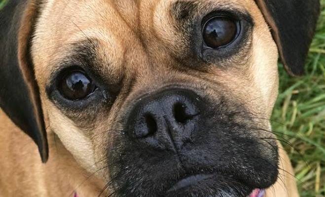 28278956_10212311888247655_42714245540592737_n-659x399.jpg | Fox 11 Tri Cities Fox 41 Yakima