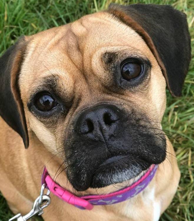 | Fox 11 Tri Cities Fox 41 Yakima