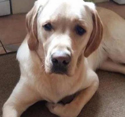 HOW TO STOP YOUR DOG&rsquo;S COUNTER-SURFING