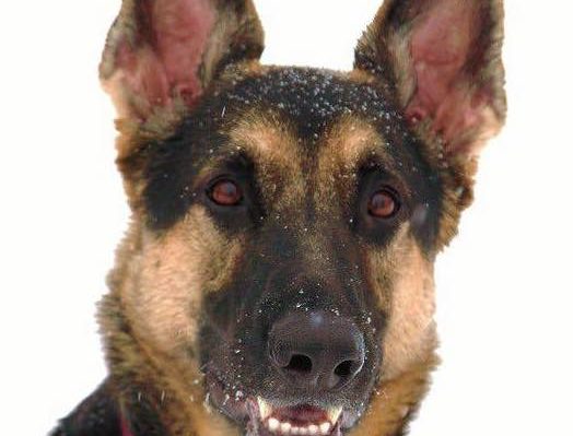 DON&rsquo;T BE &ldquo;THAT&rdquo; DOG OWNER