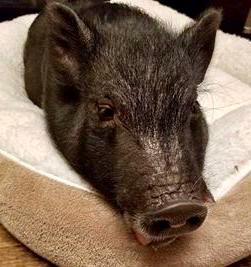 LauraBourhenne-2.jpg | Fox 11 Tri Cities Fox 41 Yakima