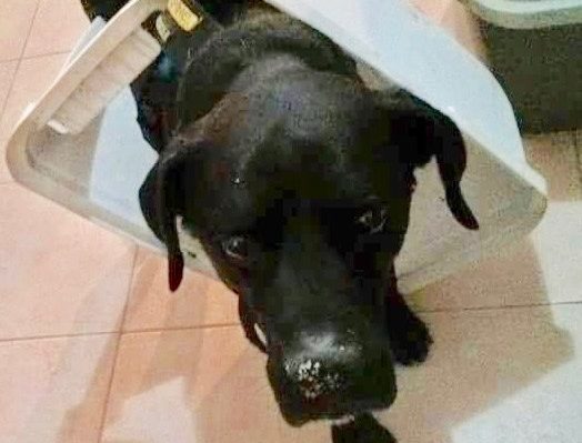 ShoshannahForbes-524x399.jpg | Fox 11 Tri Cities Fox 41 Yakima