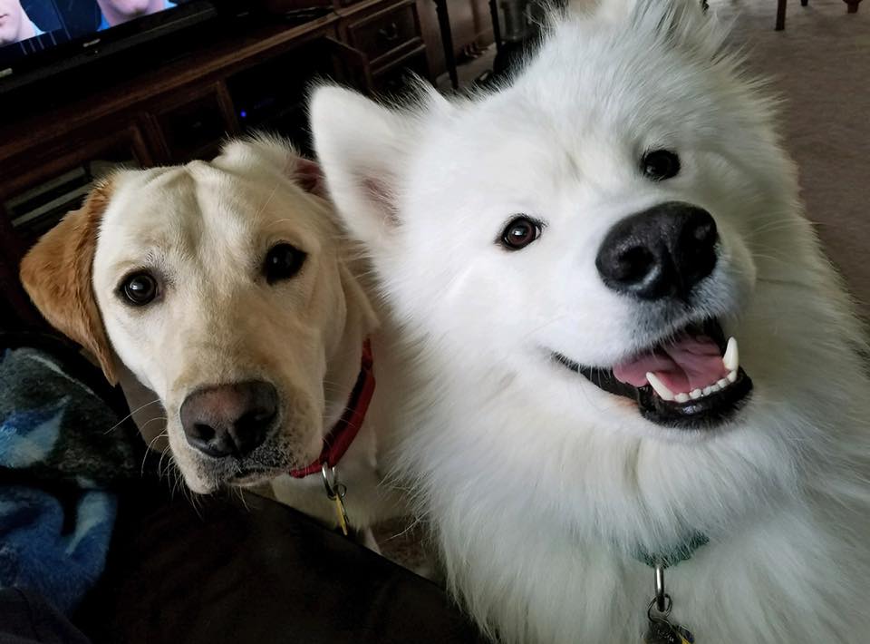 | Fox 11 Tri Cities Fox 41 Yakima