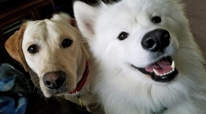 41301853_10213694548973309_2792104668002516992_n-720x399.jpg | Fox 11 Tri Cities Fox 41 Yakima