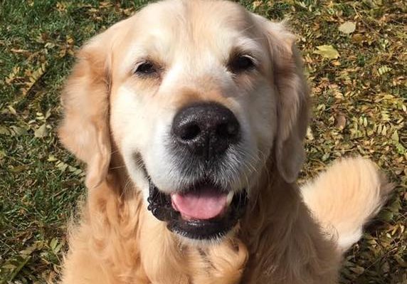 YOUR DOG&rsquo;S OLD AGE&mdash;INTRODUCE YOUR YOUNG DOG TO WHAT MIGHT BE NEEDED LATER