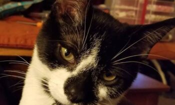 ZOMBIE KITTENS—FERAL CAT RESCUES ON THE SET OF Z NATION