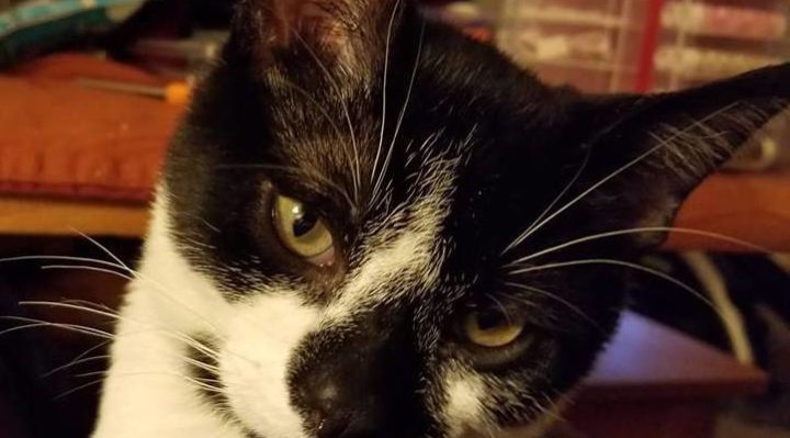 ZOMBIE KITTENS—FERAL CAT RESCUES ON THE SET OF Z NATION