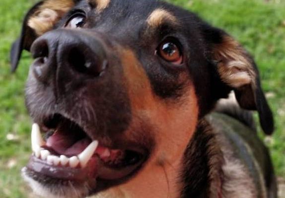 MISREPRESENTATION OF PETS AS SERVICE ANIMALS&mdash;WILL SPOKANE&rsquo;S NEW ORDINANCE DETER IT?