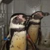 2 purloined penguins returned to UK zoo; both are fine