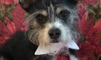 PAWSITIVE DOG PRISON TRAINING PROGRAM IS TAKING APPLICATIONS FOR DOGS TO ADOPT