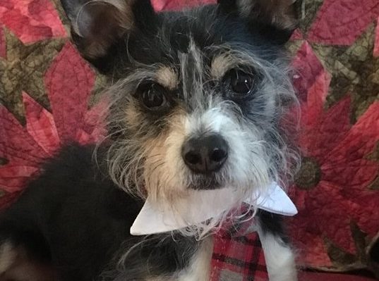 PAWSITIVE DOG PRISON TRAINING PROGRAM IS TAKING APPLICATIONS FOR DOGS TO ADOPT