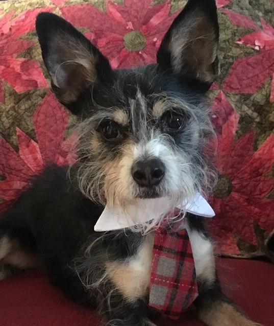 | Fox 11 Tri Cities Fox 41 Yakima