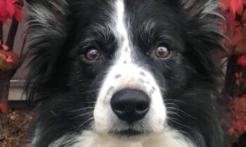 YOUR DOG’S OLD AGE—PREPARING NOW FOR SIGHT OR HEARING LOSS