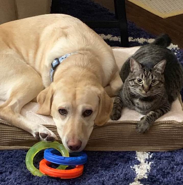 | Fox 11 Tri Cities Fox 41 Yakima