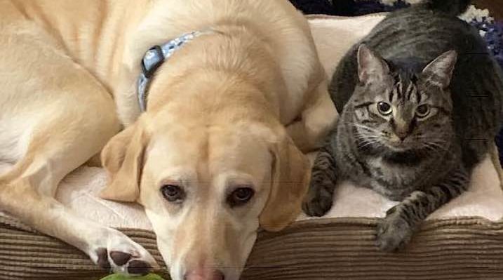 ADOPT A CAT WHEN YOU ALREADY HAVE A DOG?