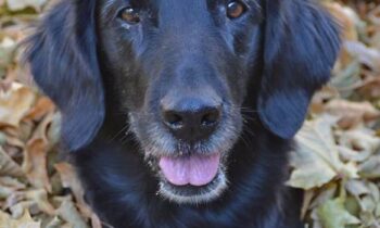 YOUR DOG’S OLD AGE—TEACHING SKILLS TO MAKE IT EASIER