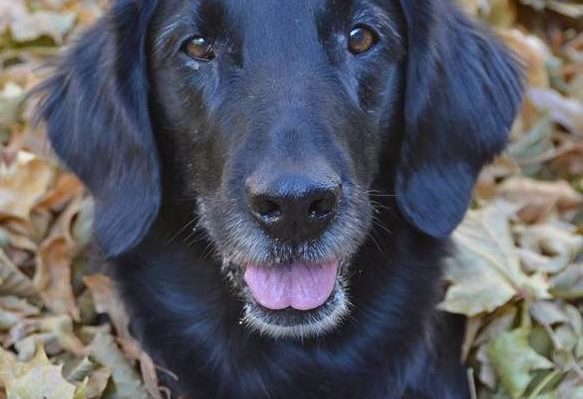 JillGibbsIzzy12years-583x399.jpg | Fox 11 Tri Cities Fox 41 Yakima