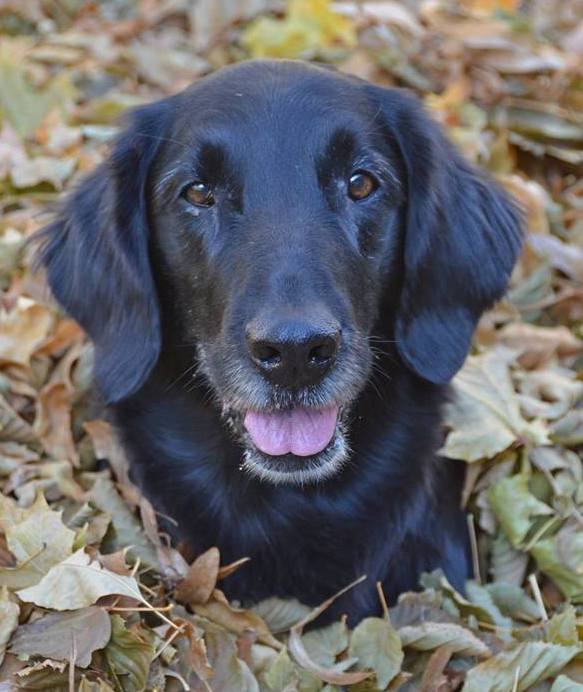 | Fox 11 Tri Cities Fox 41 Yakima