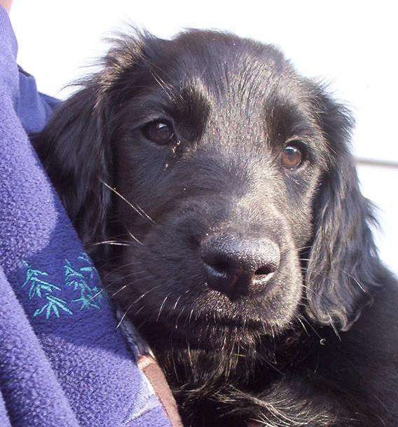 | Fox 11 Tri Cities Fox 41 Yakima