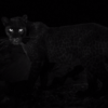 A rarely-sighted black leopard has been captured on camera roaming around Kenya