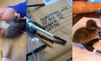 ‘Wands for Wildlife’ fundraiser wants your old mascara wands
