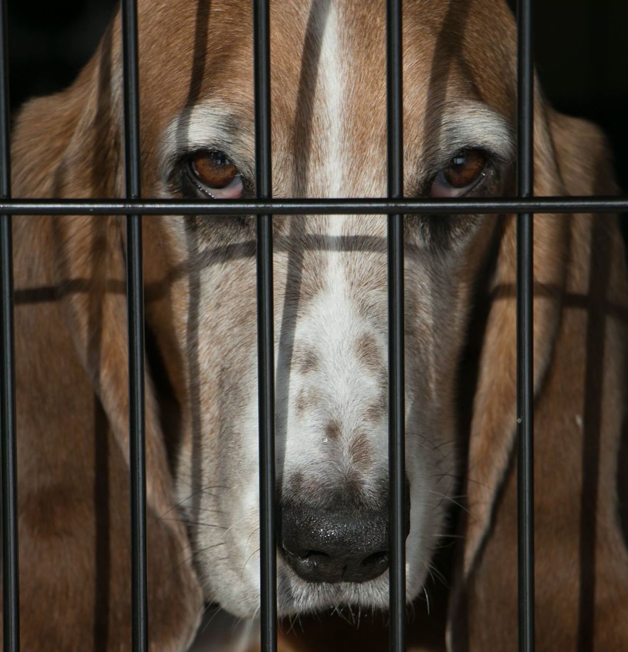 | Fox 11 Tri Cities Fox 41 Yakima