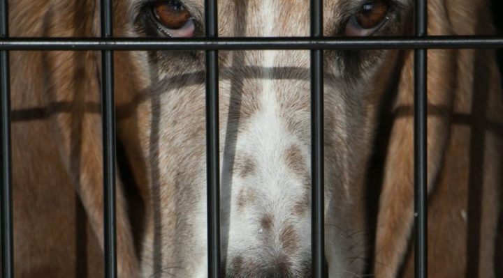 UNSECURED DOGS IN VEHICLES—MORE SCARY STORIES