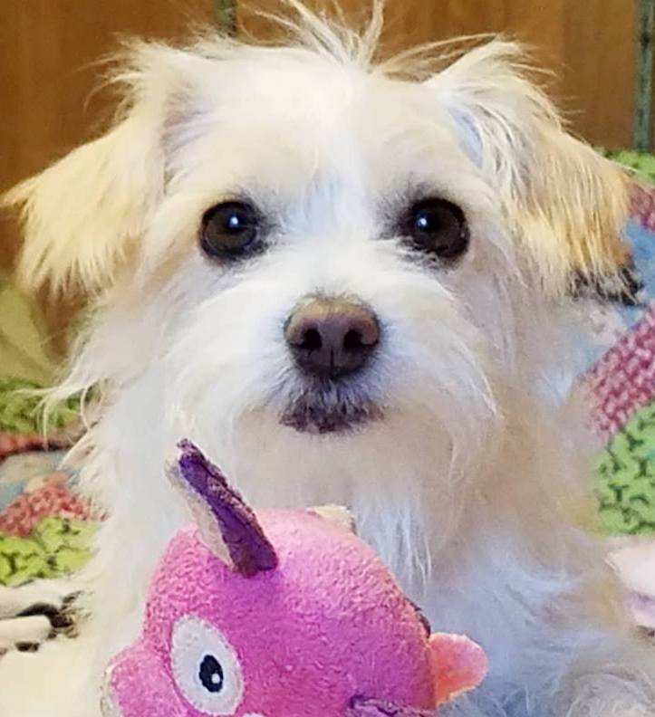 | Fox 11 Tri Cities Fox 41 Yakima