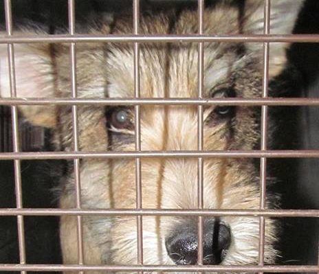 ValHughesMolly-464x399.jpg | Fox 11 Tri Cities Fox 41 Yakima