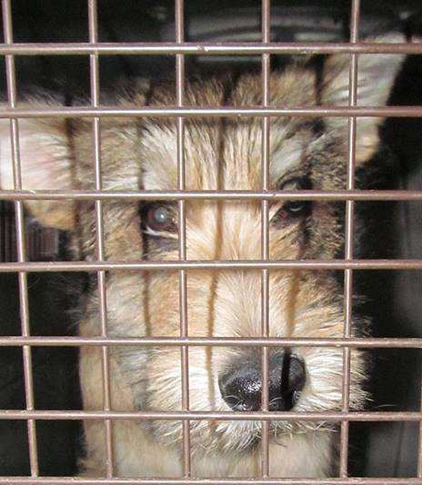 | Fox 11 Tri Cities Fox 41 Yakima