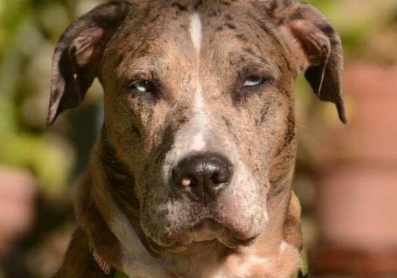 RED FLAGS—WATCH OUT FOR THESE CLAIMS IN DOG-TRAINING ADS