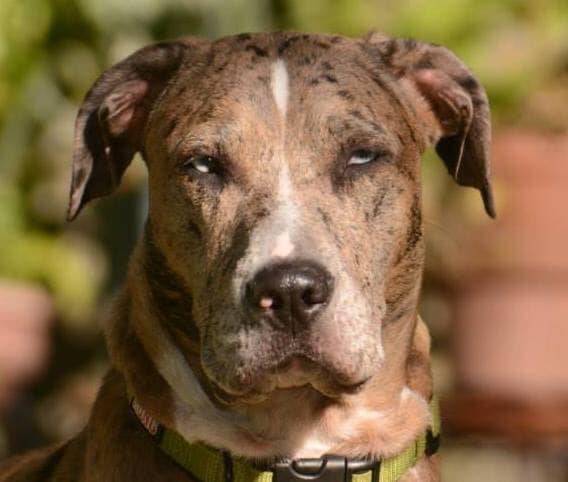 | Fox 11 Tri Cities Fox 41 Yakima