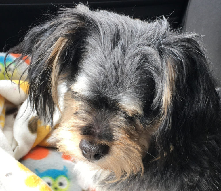 AbbeyCrawfordStevieWonder-768x663 | Fox 11 Tri Cities Fox 41 Yakima